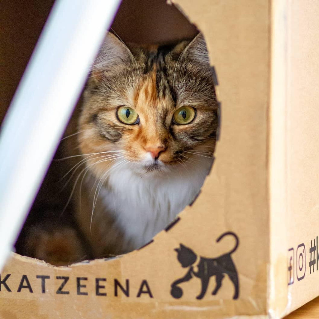 Warum Katzen Kisten mögen